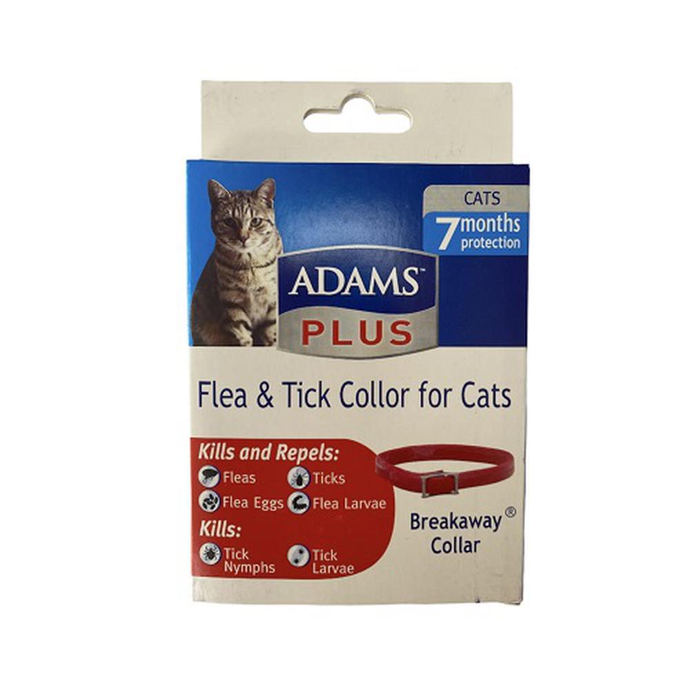 Kedi Kene Pire Tasması